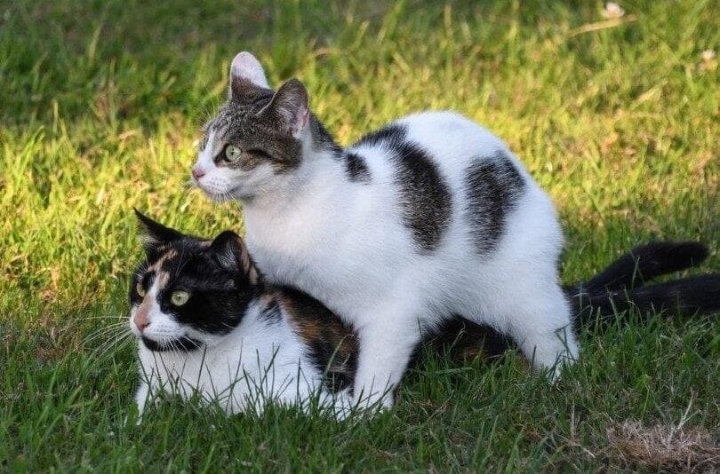 How Long A Cat Stays In Heat