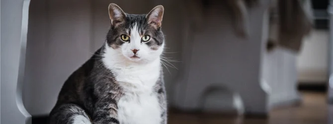 How Many KG Does A Cat Weigh