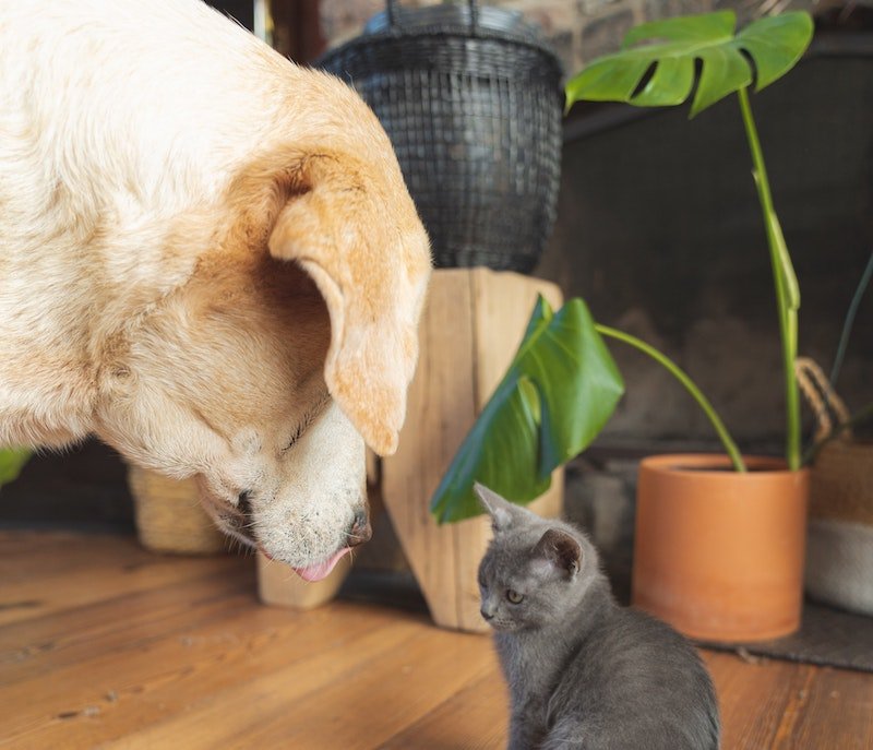 Is Monstera Toxic to Dogs