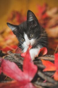 Kittens Start Showing Heat Behavior