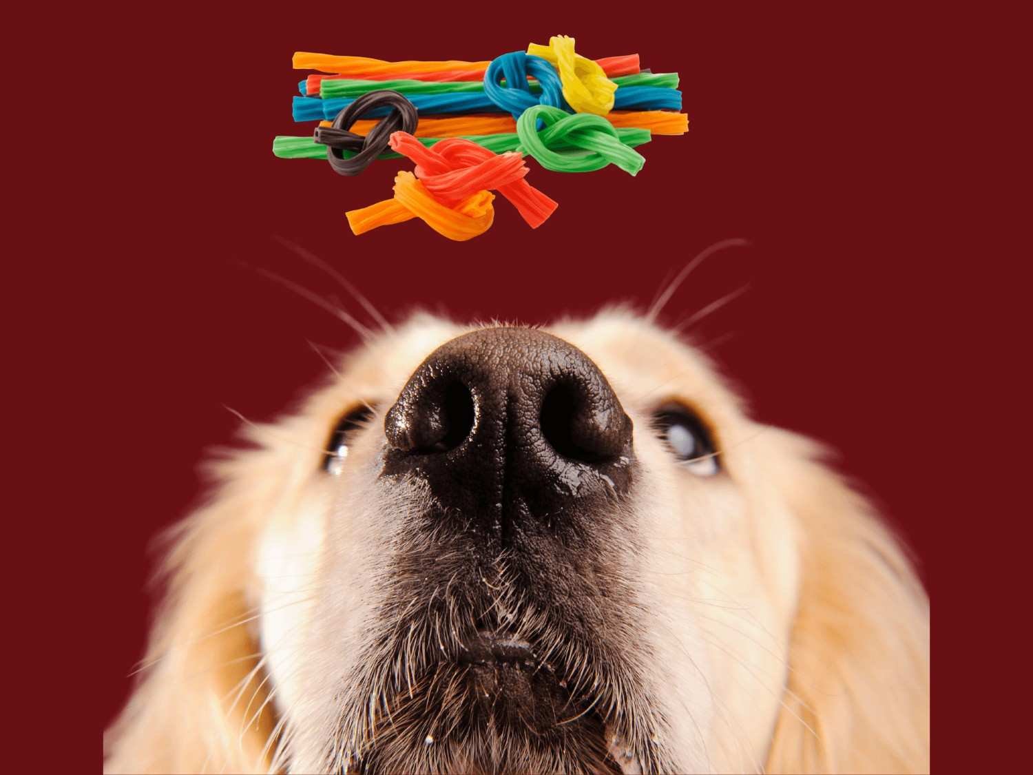Licorice and Dogs