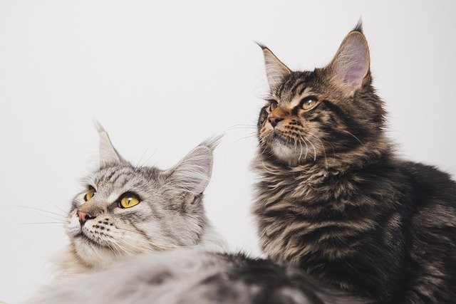 Maine Coon Cat Prices