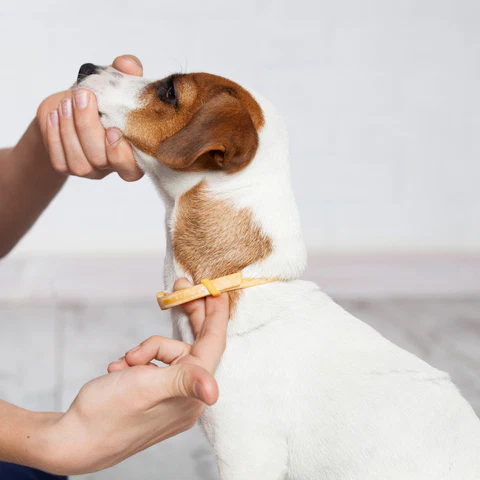 Measure Dog Collar Size