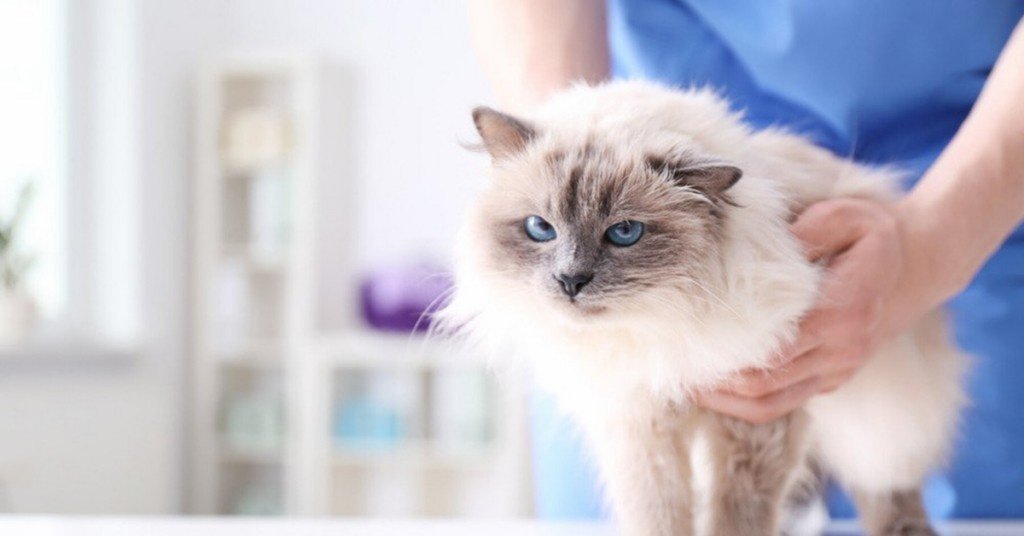 Neosporin and Cats