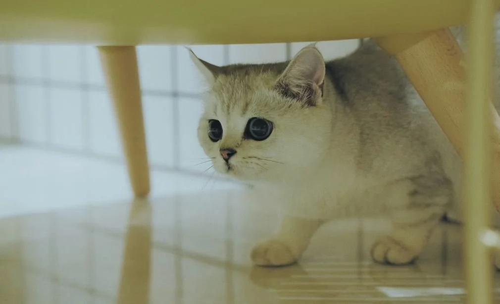 Odoban and Cats in the Same House