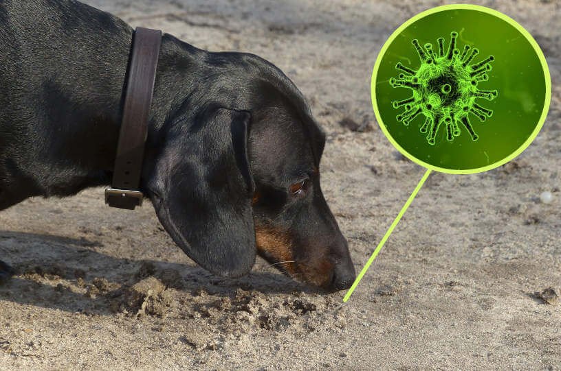 Parvovirus Spreads Between Dogs
