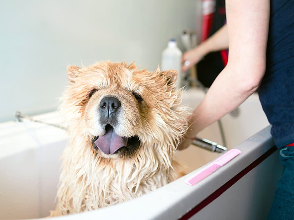 PetSmart Flea Baths for Cats