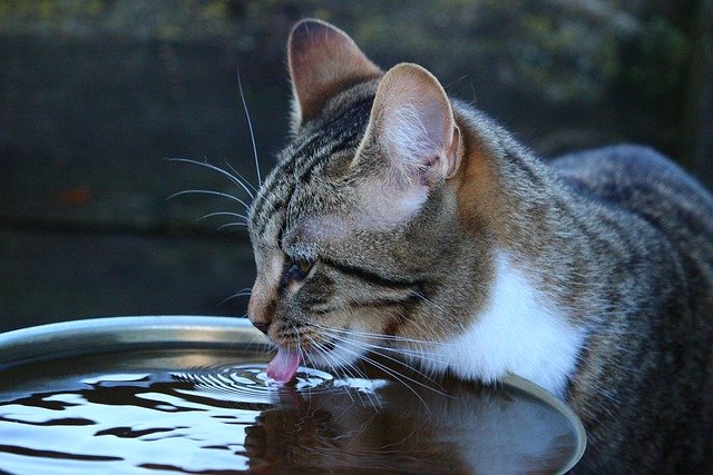 Stubborn Cats to Drink Water
