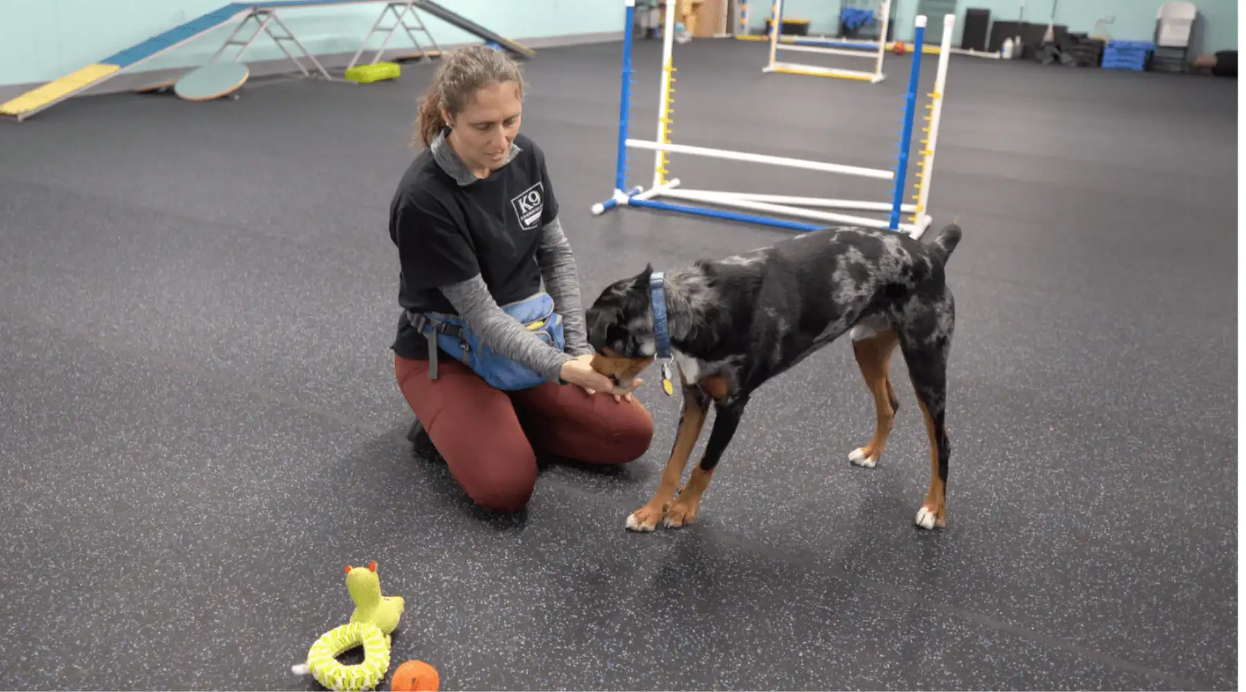 Teach Dogs to Drop It