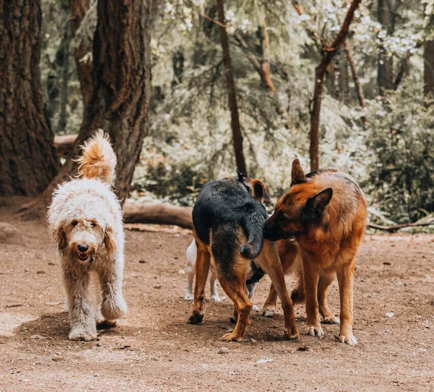What Smells Do Dogs Like