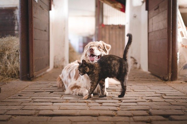 Why Dogs and Cats Hate Each Other