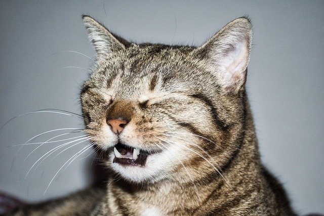 Why My Cat Wouldn’t Stop Sneezing