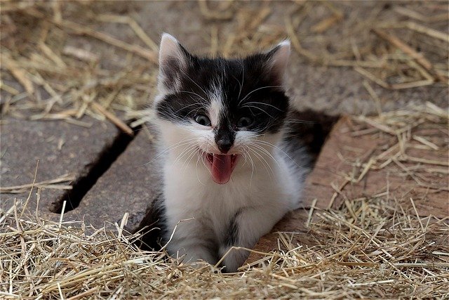 Why People Call Cats Evil